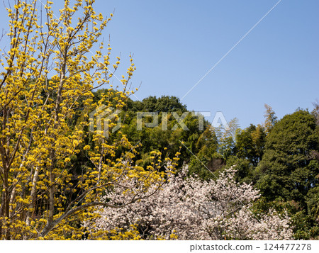 Cornus and red plum flowers blooming on a sunny spring day 124477278