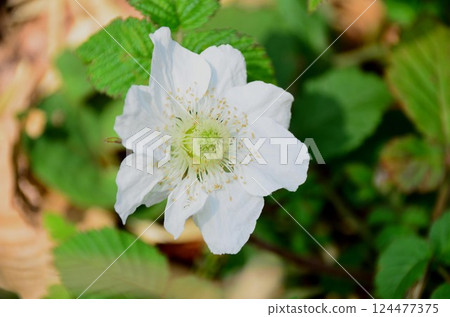 Kusaichigo 124477375