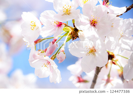 Refreshing April blue sky and cherry blossoms Refreshing April blue sky and cherry blossoms 124477386