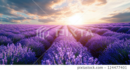 Sunrise over of a lavender field. Ai generated. 124477401