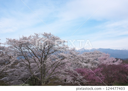 大草城跡公園(長野縣上伊那郡) 大草城跡公園(長野縣上伊那郡) 124477403