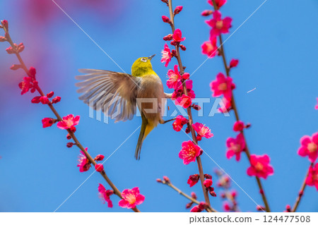 春季風景：梅花與繡眼鳥 124477508