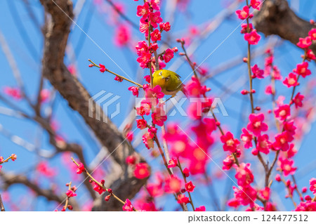 春季風景：梅花與繡眼鳥 124477512
