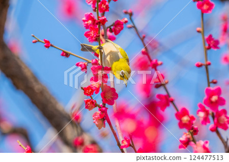 Spring scenery: plum blossoms and Japanese white-eyes 124477513