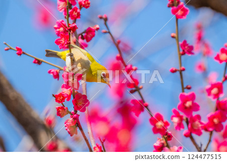 春季風景：梅花與繡眼鳥 124477515