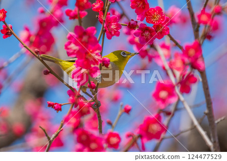 春季風景：梅花與繡眼鳥 124477529