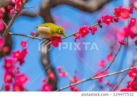 Spring scenery: plum blossoms and Japanese white-eyes 124477532
