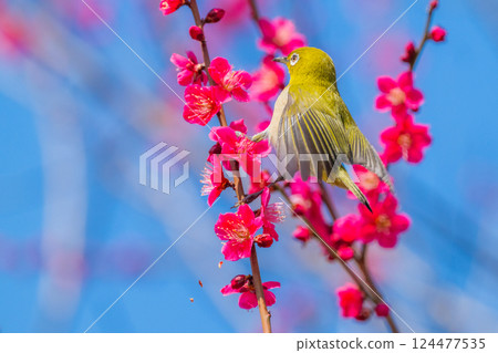 春季風景：梅花與繡眼鳥 124477535