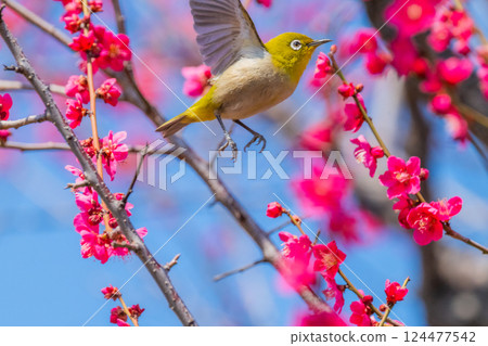 Spring scenery: plum blossoms and Japanese white-eyes 124477542