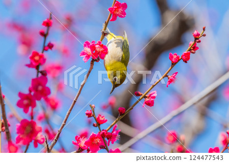 春季風景：梅花與繡眼鳥 124477543