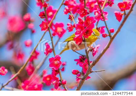 春季風景：梅花與繡眼鳥 124477544