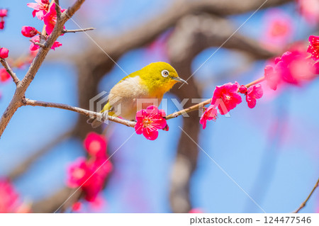 Spring scenery: plum blossoms and Japanese white-eyes 124477546