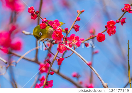 春季風景：梅花與繡眼鳥 124477549