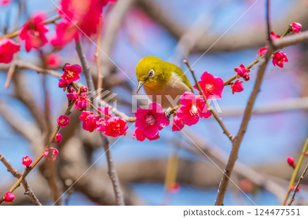 春季風景：梅花與繡眼鳥 124477551