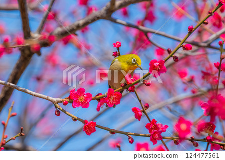 春季風景：梅花與繡眼鳥 124477561