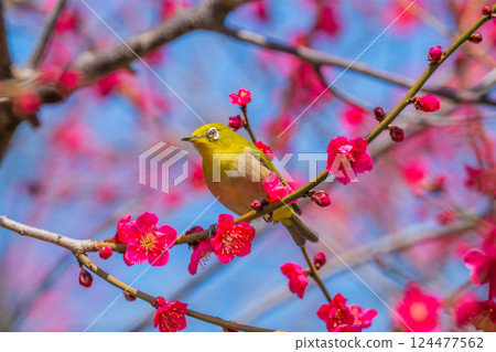 春季風景：梅花與繡眼鳥 124477562