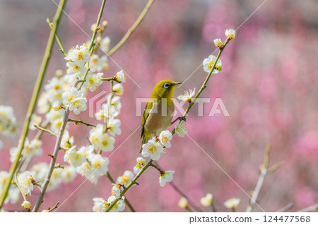 春季風景:梅花與繡眼鳥 春季風景:梅花與繡眼鳥 124477568