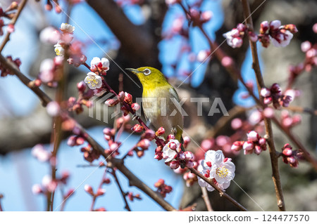 春季風景：梅花與繡眼鳥 124477570