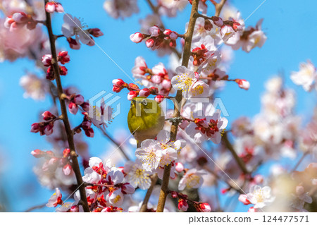 春季風景：梅花與繡眼鳥 124477571