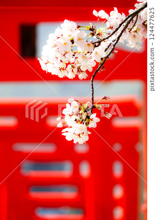 以紅色鳥居為背景，櫻花盛開，氣氛寧靜 124477625