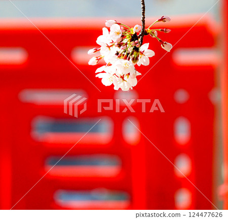 Cherry blossoms blooming in a tranquil atmosphere with a red torii gate in the background Cherry blossoms blooming in a tranquil atmosphere with a red torii gate in the background 124477626