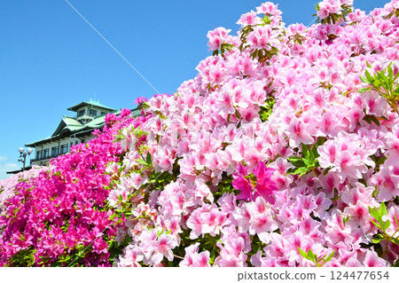 蒲郡古典酒店盛開的美麗杜鵑花 124477654