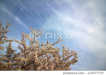 A slightly cloudy sky and beautiful cherry blossoms A slightly cloudy sky and beautiful cherry blossoms 124477724