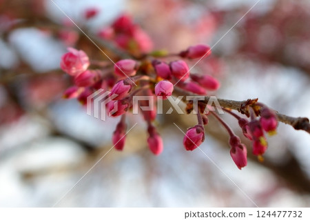Cherry blossom buds ready to bloom 124477732
