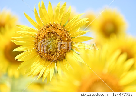 仲夏向日葵 124477735