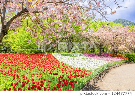 安曇野公園：鬱金香與櫻花的盛宴 124477774