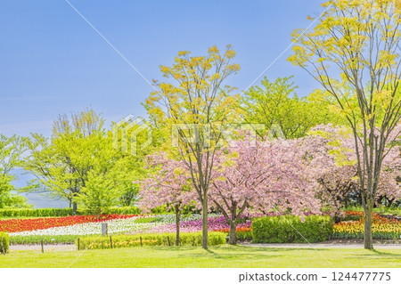 安曇野公園:新綠與櫻花的盛宴 安曇野公園:新綠與櫻花的盛宴 124477775