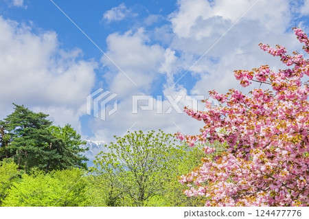 安曇野公園：新綠與櫻花的盛宴 124477776