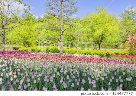 安曇野公園：鬱金香與新綠的盛宴 124477777