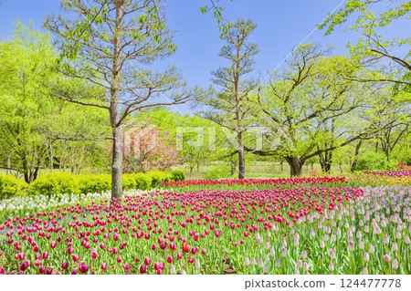 Azumino Park: A feast of fresh greenery and tulips Azumino Park: A feast of fresh greenery and tulips 124477778