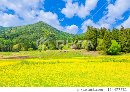 安曇野公園：藍天與盛開的油菜花田 124477781
