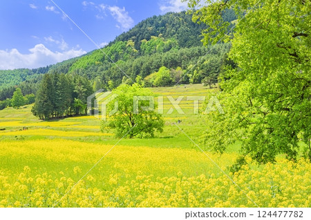 Azumino Park: Blue skies and a field of rapeseed flowers in full bloom 124477782