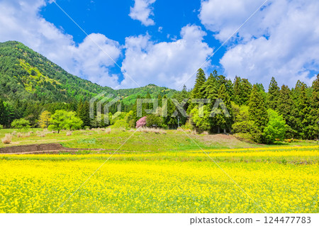 Azumino Park: Blue skies and a field of rapeseed flowers in full bloom 124477783