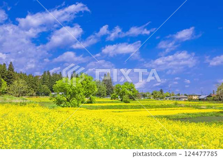 Azumino Park: Blue skies and a field of rapeseed flowers in full bloom Azumino Park: Blue skies and a field of rapeseed flowers in full bloom 124477785