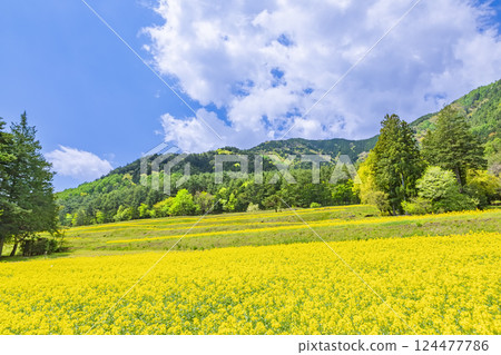 Azumino Park: Blue skies and a field of rapeseed flowers in full bloom Azumino Park: Blue skies and a field of rapeseed flowers in full bloom 124477786