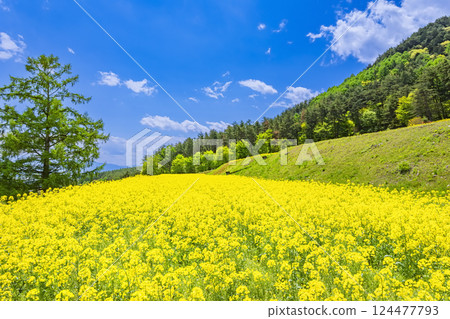 Azumino Park: Blue skies and a field of rapeseed flowers in full bloom Azumino Park: Blue skies and a field of rapeseed flowers in full bloom 124477793