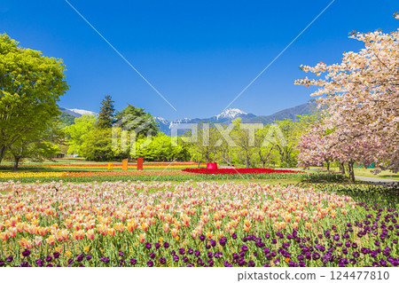 安曇野公園：藍天映襯下常念山與盛開的鬱金香 124477810