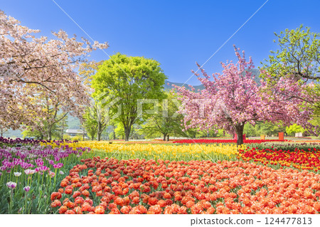Azumino Park: A feast of tulips and cherry blossoms in full bloom 124477813