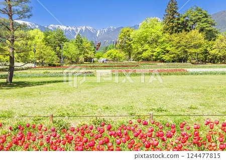 Azumino Park: Carp streamers flying in the spring breeze and the Northern Alps 124477815