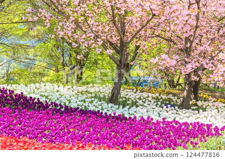Azumino Park: A feast of tulips and cherry blossoms in full bloom 124477816