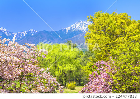Azumino Park: Cherry blossoms in full bloom and fresh greenery overlooking the Northern Alps 124477818