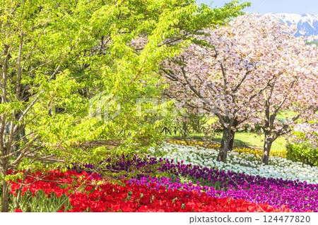 Azumino Park: A feast of tulips in full bloom, cherry blossoms and fresh greenery Azumino Park: A feast of tulips in full bloom, cherry blossoms and fresh greenery 124477820