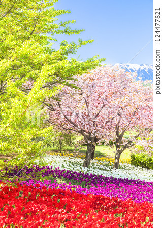 Azumino Park: A feast of tulips in full bloom, cherry blossoms and fresh greenery Azumino Park: A feast of tulips in full bloom, cherry blossoms and fresh greenery 124477821