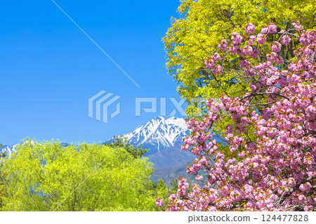 安曇野公園：櫻花與新綠的盛宴，藍天映襯下常念山格外引人注目 124477828