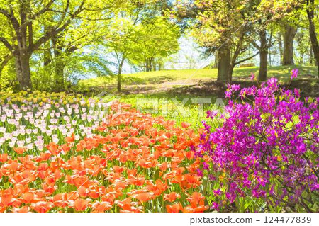 Azumino Park: A feast of blooming tulips and vibrant azaleas 124477839