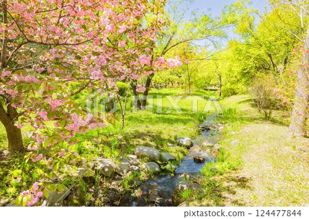 安曇野公園:鬱金香與櫻花的盛宴 安曇野公園:鬱金香與櫻花的盛宴 124477844